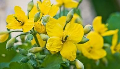 Mantar tedavisi için celandine